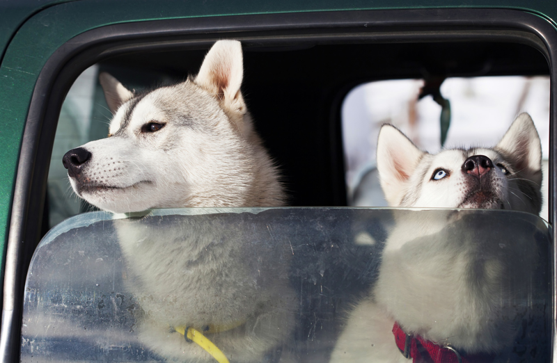 Keeping Your Car Safe for Your Pets and Family